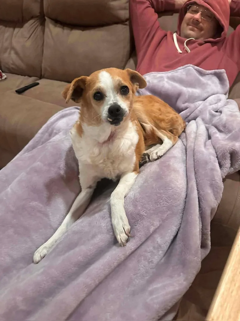 A senior small-sized female White / Cream Chihuahua dog named Cammie for adoption in Uxbridge, MA