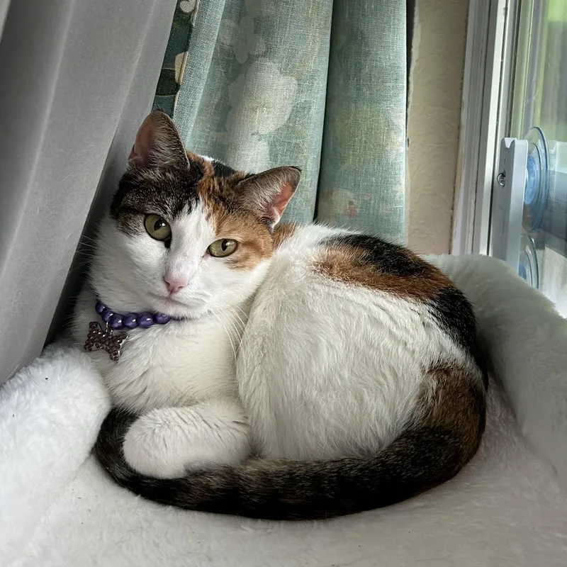 An adult medium-sized female Calico Domestic Short Hair cat named Pebbles for adoption in Pearland, TX