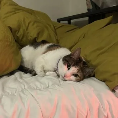 Pebbles thumbnail 3