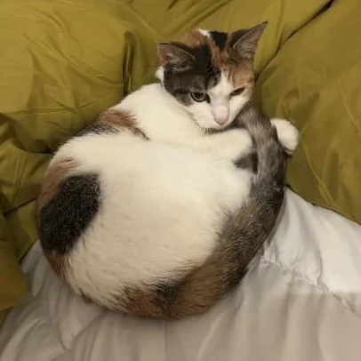 Pebbles thumbnail 4