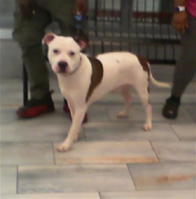 An adult large-sized male Pit Bull Terrier dog named A for adoption in Charlotte, NC