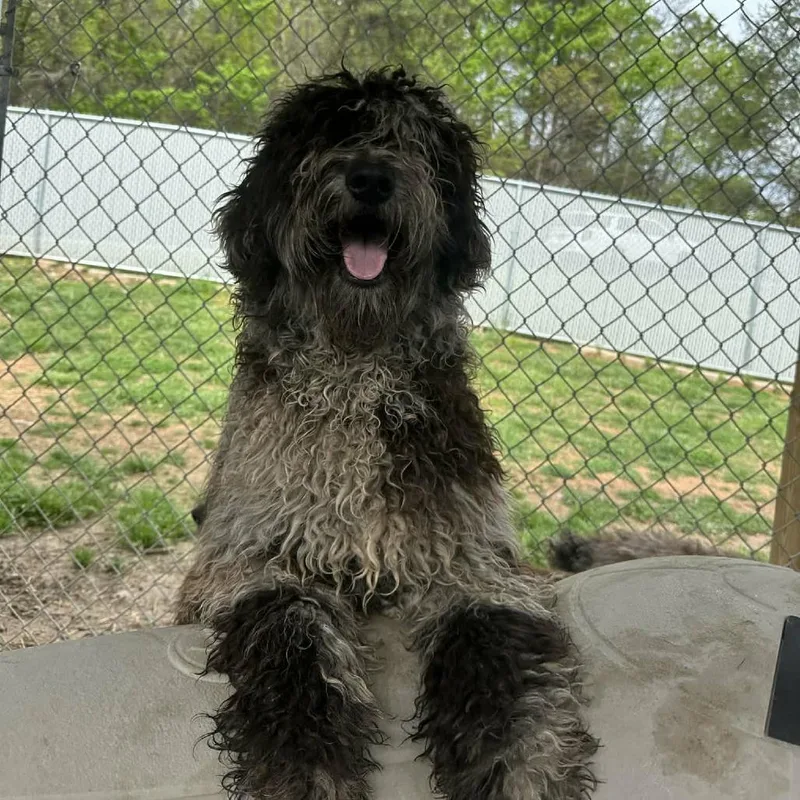 A young medium-sized male Black Poodle dog named Taro for adoption in Alexandria, VA