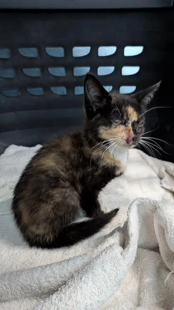 A baby small-sized female Domestic Short Hair cat named Bjork for adoption in Evansville, IN