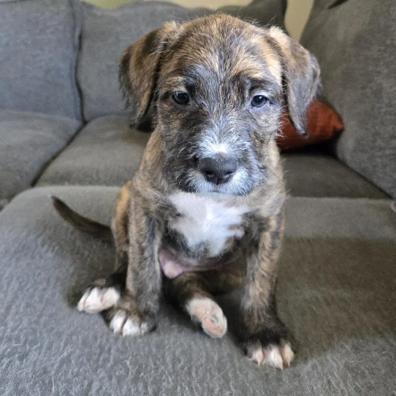 A baby medium-sized male Brindle Mixed Breed dog named Morty for adoption in Watertown, WI