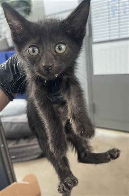 A baby medium-sized female Domestic Short Hair cat named Spirit for adoption in Dallas, TX