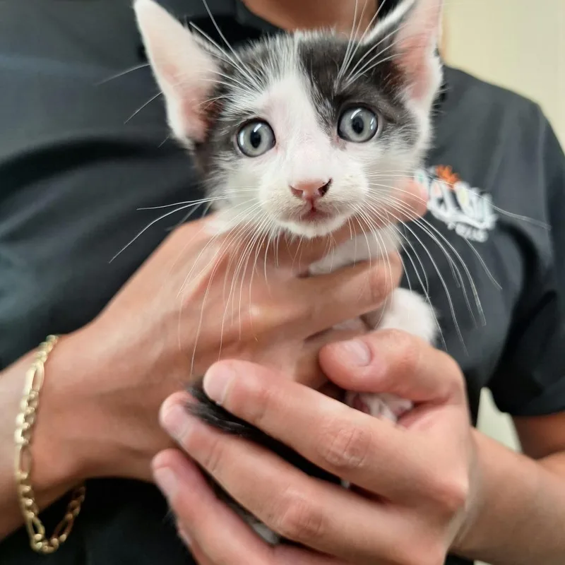 A baby small-sized male White Domestic Short Hair cat named Feesh for adoption in Austin, TX