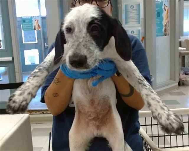 A baby small-sized male Australian Cattle Dog / Blue Heeler dog named Snoop for adoption in Oklahoma City, OK