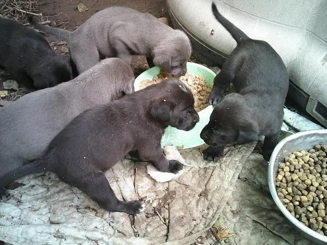 A baby medium-sized male Gray / Blue / Silver Labrador Retriever dog named Glitters Pups for adoption in Kellyville, OK