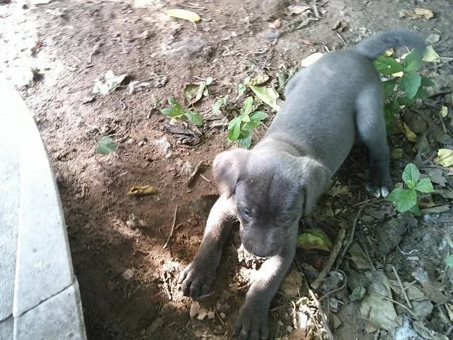 Glitters Pups thumbnail 2