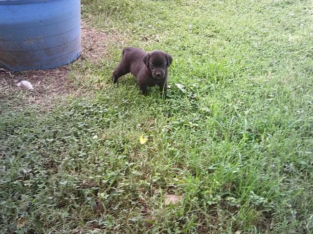 Glitters Pups thumbnail 3