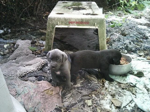 Glitters Pups thumbnail 4