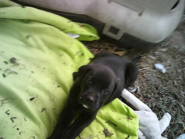 Glitters Pups thumbnail 5