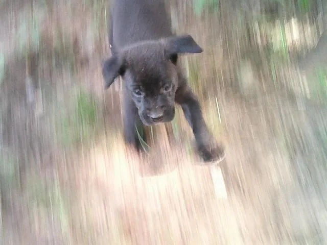 Glitters Pups thumbnail 6