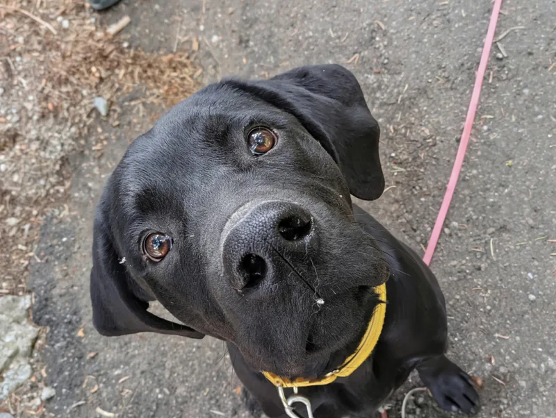 A young large-sized male Rottweiler dog named Kona for adoption in Santaquin, UT