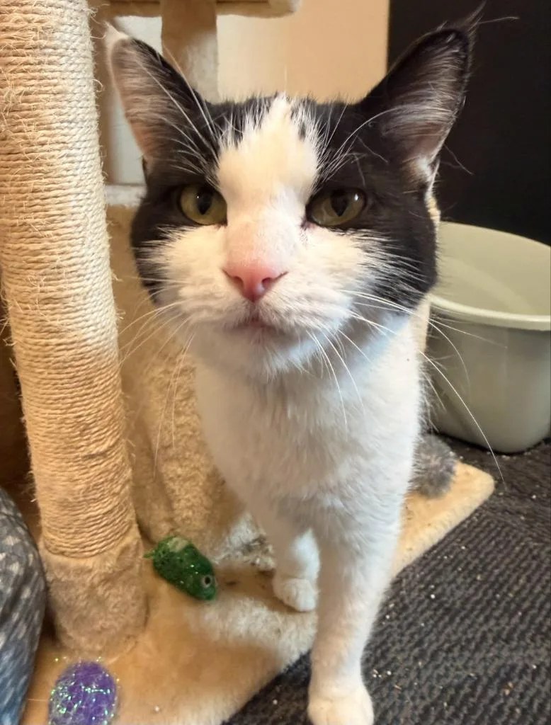 An adult small-sized female Domestic Short Hair cat named Candy for adoption in Ladysmith, WI