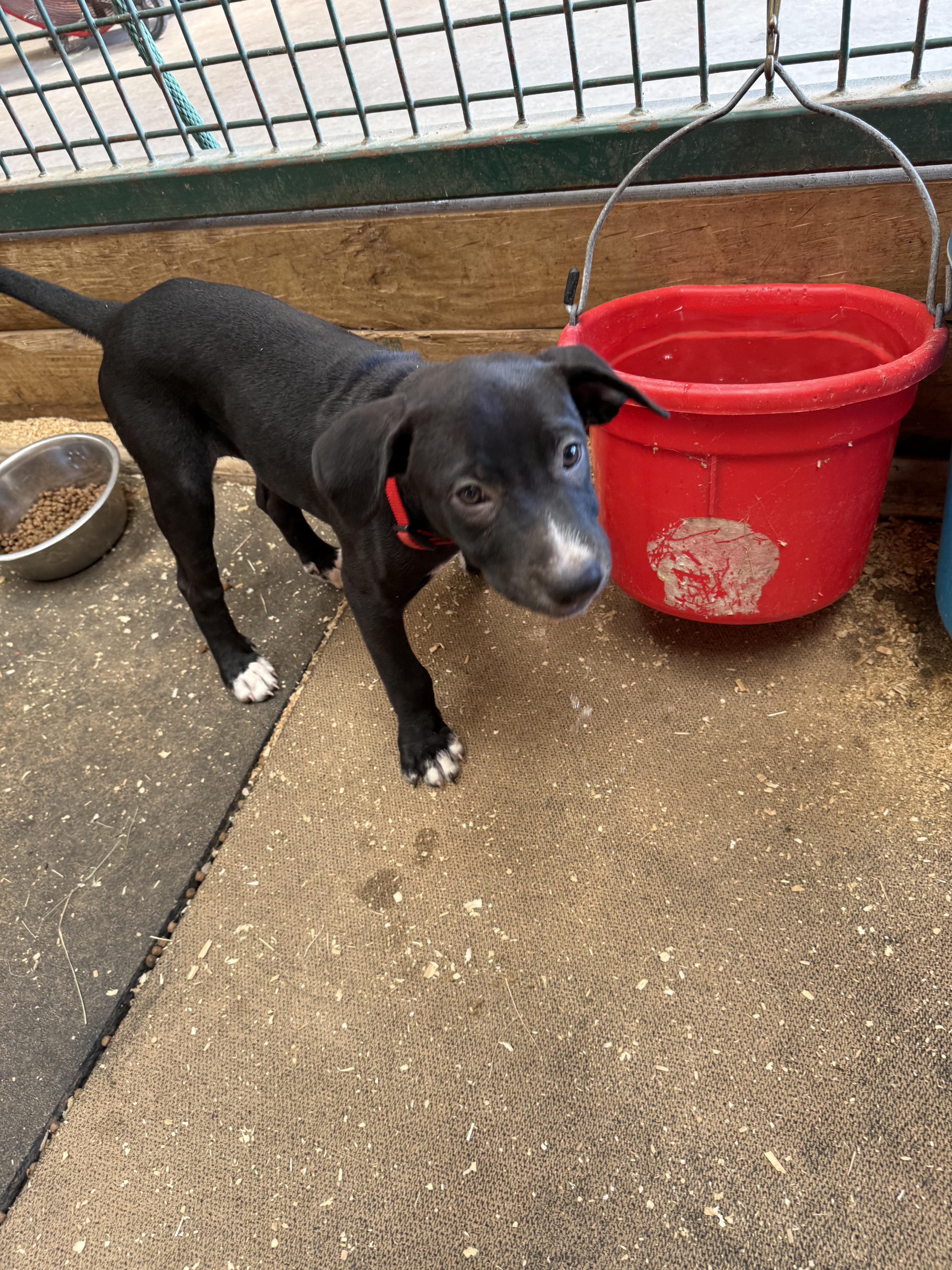 A baby medium-sized male Black Mixed Breed dog named Skipper for adoption in Sadler, TX