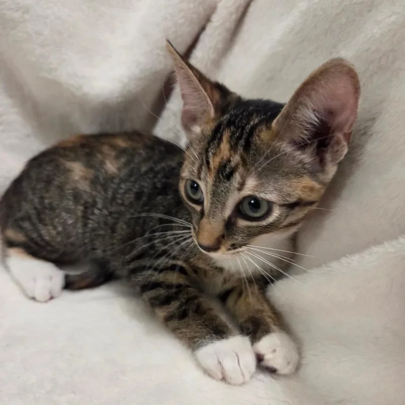 A baby small-sized female Calico Domestic Short Hair cat named Blanket for adoption in Brea, CA