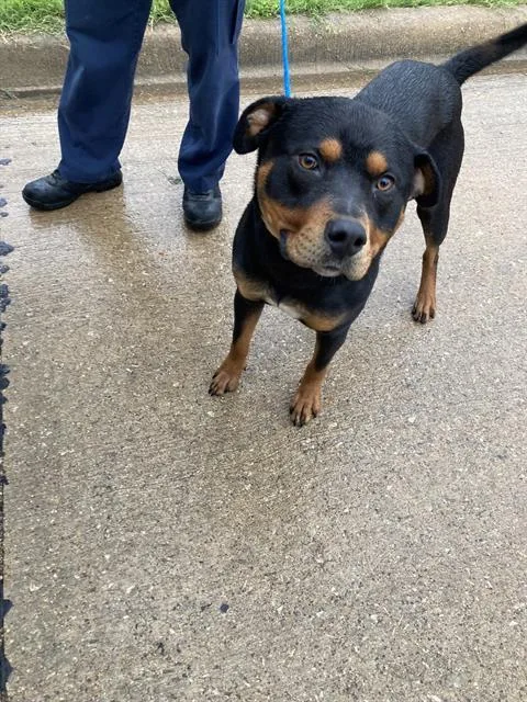 An adult medium-sized male Mixed Breed dog named Lochness for adoption in Dallas, TX