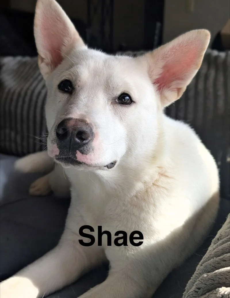 An adult medium-sized female Husky dog named Shae for adoption in Topeka, KS