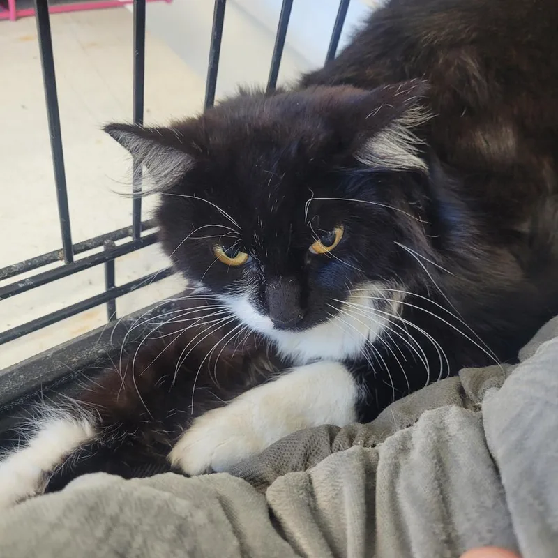 A young medium-sized female Black Domestic Long Hair cat named Sarah for adoption in Clarksdale, MS