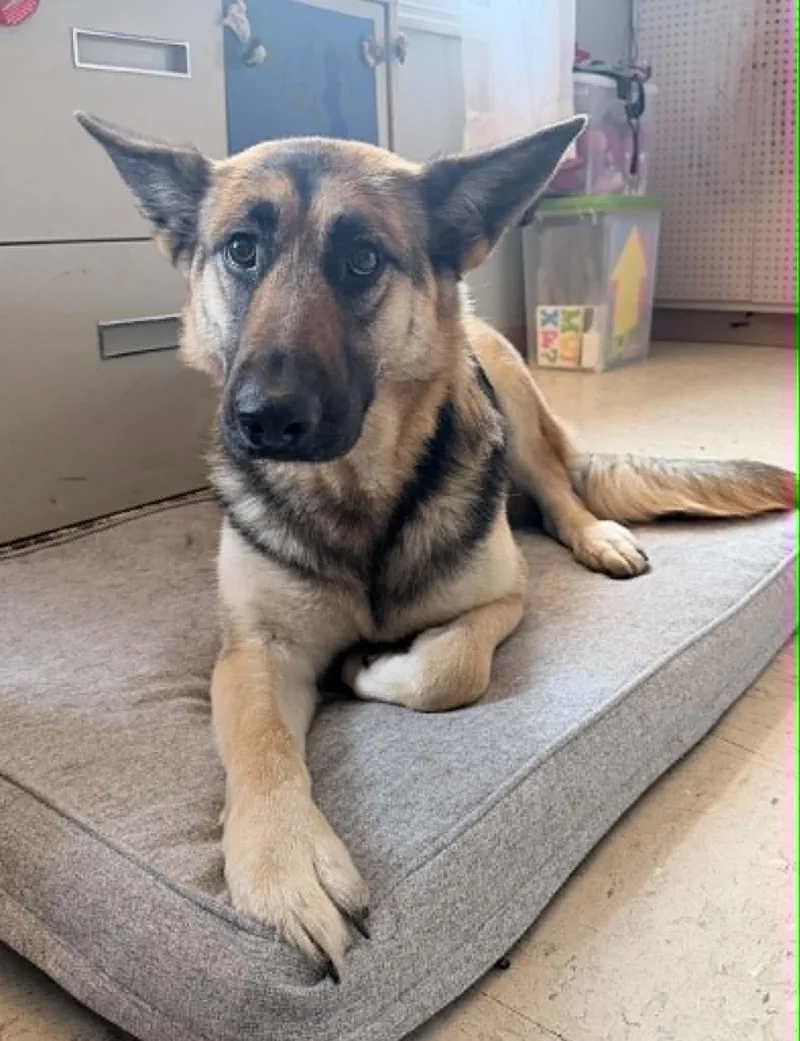 An adult large-sized female Yellow / Tan / Blond / Fawn German Shepherd Dog dog named Juno for adoption in Wapakoneta, OH