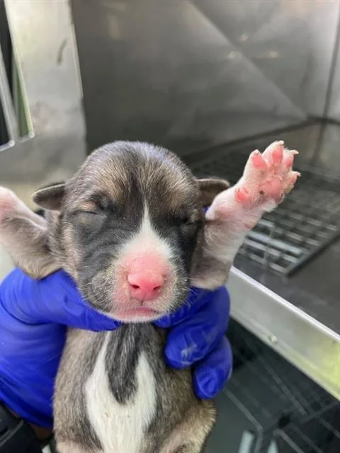 A baby large-sized male Mixed Breed dog named Parmesean for adoption in Dallas, TX