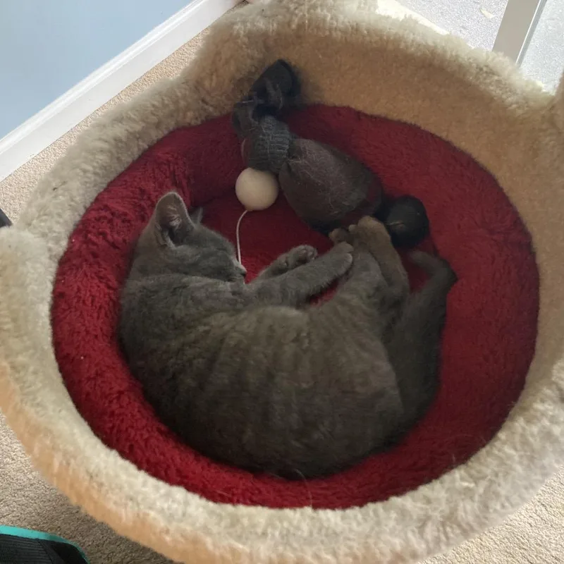 A baby small-sized female Gray / Blue / Silver Domestic Short Hair cat named Chickadee for adoption in Fairfax Station, VA