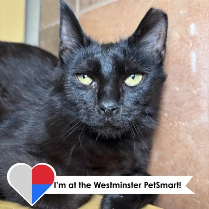 An adult medium-sized male Black Domestic Short Hair cat named Radichio for adoption in Fort Collins, CO