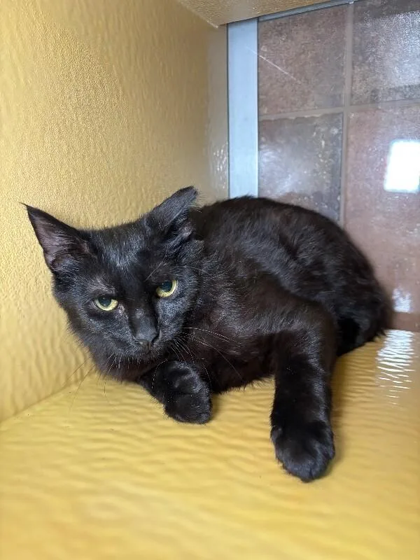 Radichio thumbnail 2