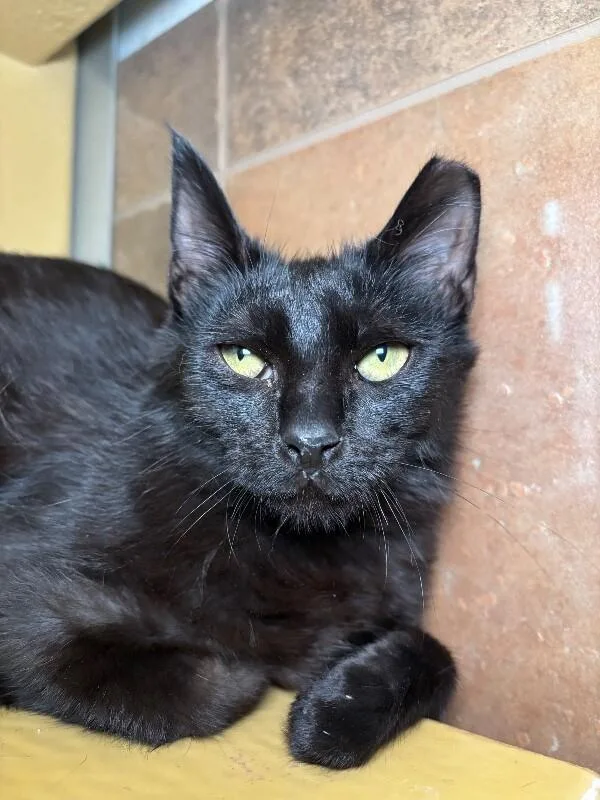 Radichio thumbnail 3