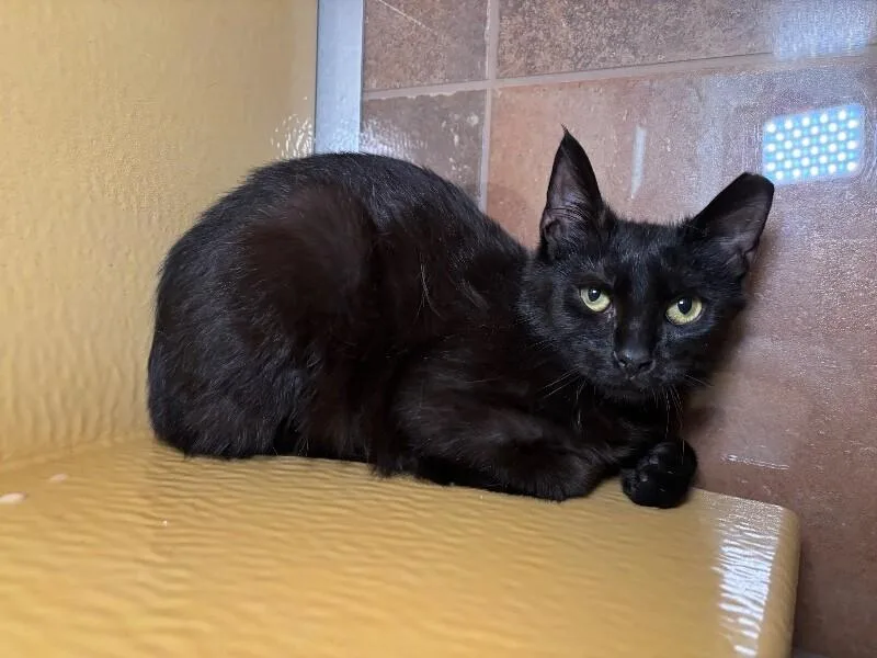 Radichio thumbnail 4