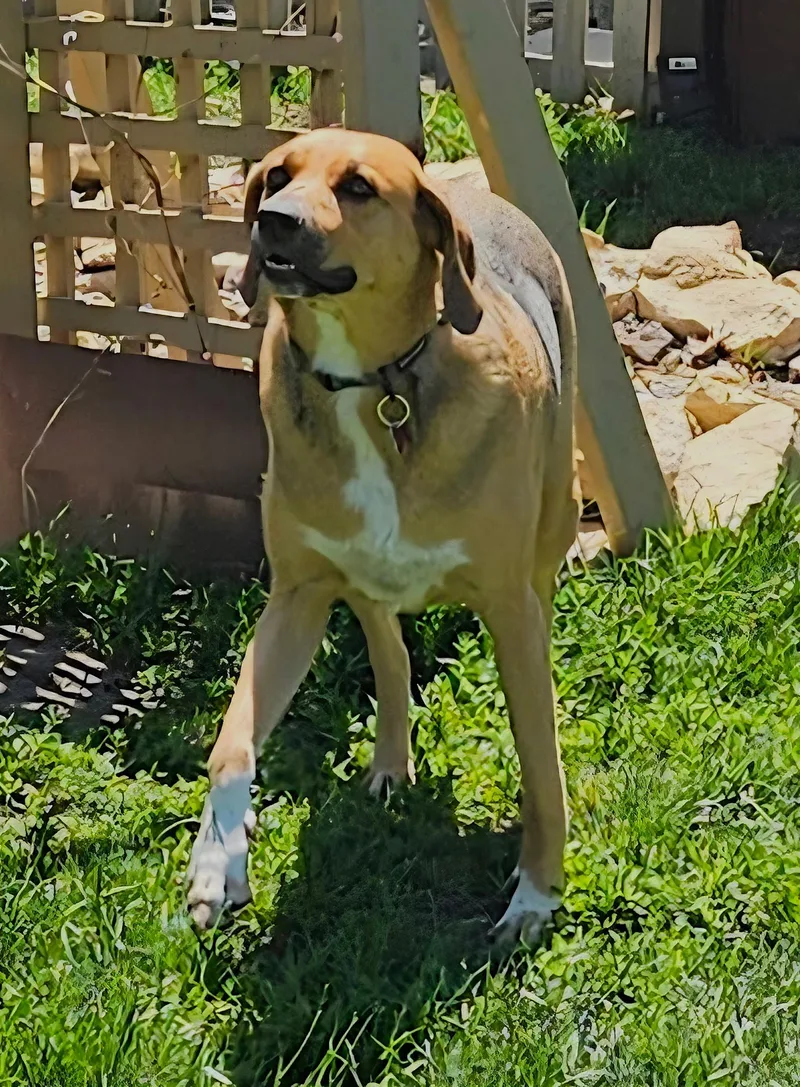 An adult large-sized female Tricolor (Brown, Black, & White) American Foxhound dog named Sadie for adoption in Lisbon, IA