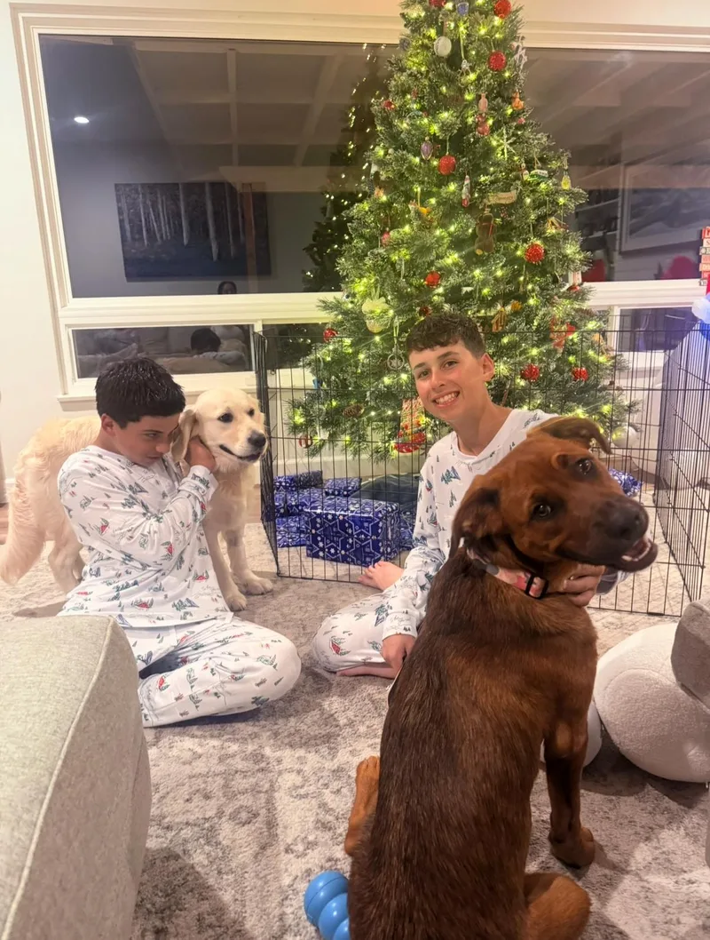 An adult large-sized female Rottweiler dog named Moka for adoption in Escondido, CA