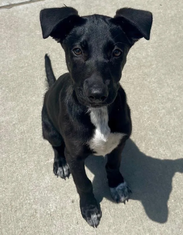 A baby small-sized female Pit Bull Terrier dog named Scary Spice for adoption in Tulsa, OK