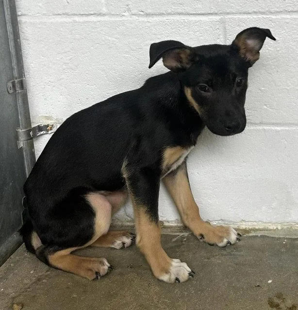 A young medium-sized female Labrador Retriever dog named Blitz months AVA for adoption in Sterling, MA