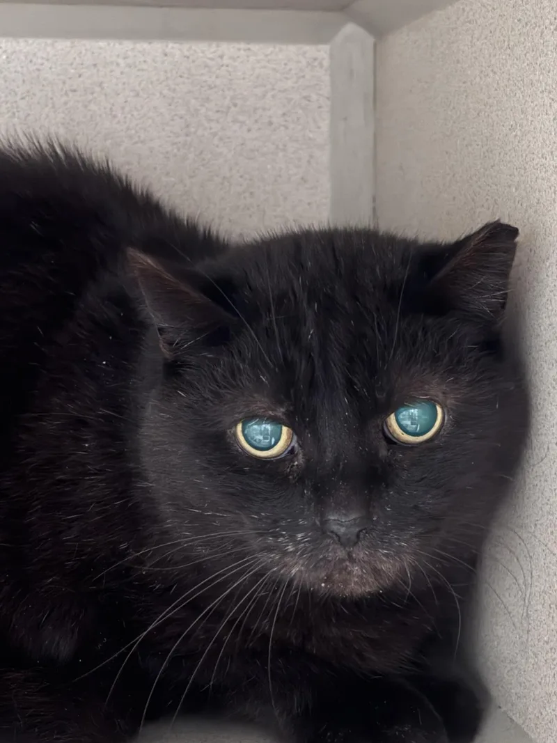 An adult medium-sized male Domestic Short Hair cat named Flash Gordon for adoption in Beacon, NY