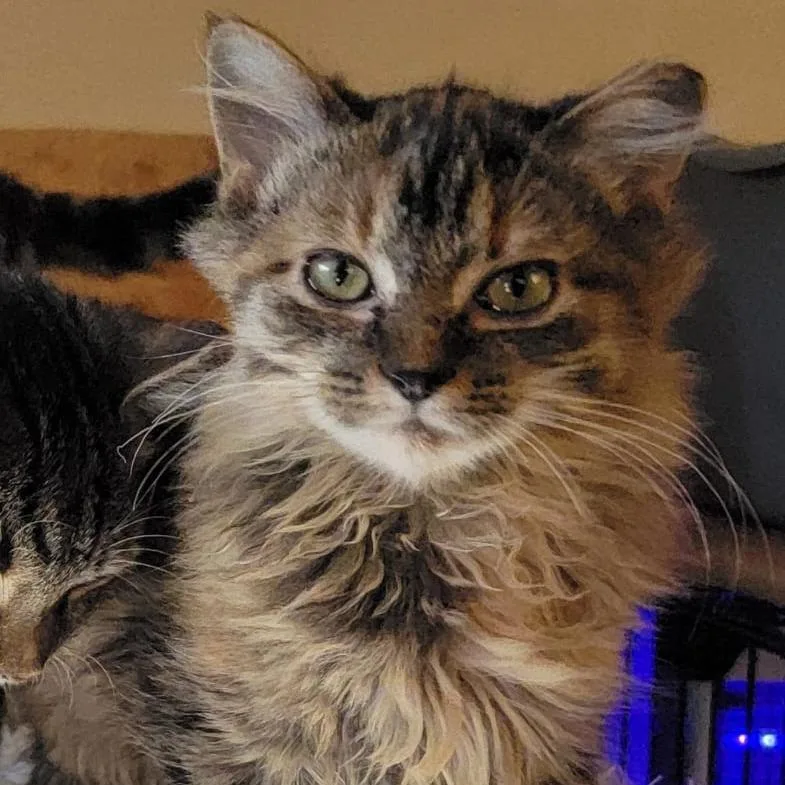 A baby small-sized female Brown / Chocolate Domestic Medium Hair cat named Raggedy Ann for adoption in Winchester, VA
