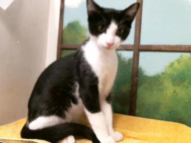 A baby small-sized male Domestic Short Hair cat named Moe for adoption in Houston, TX