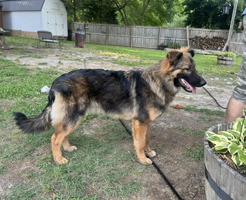 A young large-sized male Bicolor German Shepherd Dog dog named Mischief for adoption in Yorktown, VA