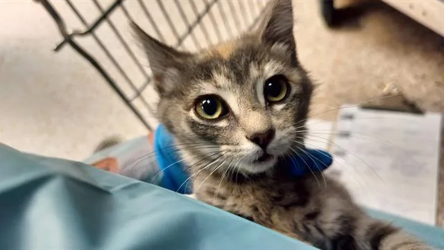 A baby small-sized female Domestic Short Hair cat named Strawberry for adoption in Pueblo, CO