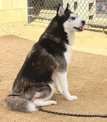 An adult large-sized female White / Cream Mixed Breed dog named Marie for adoption in Georgetown, TX