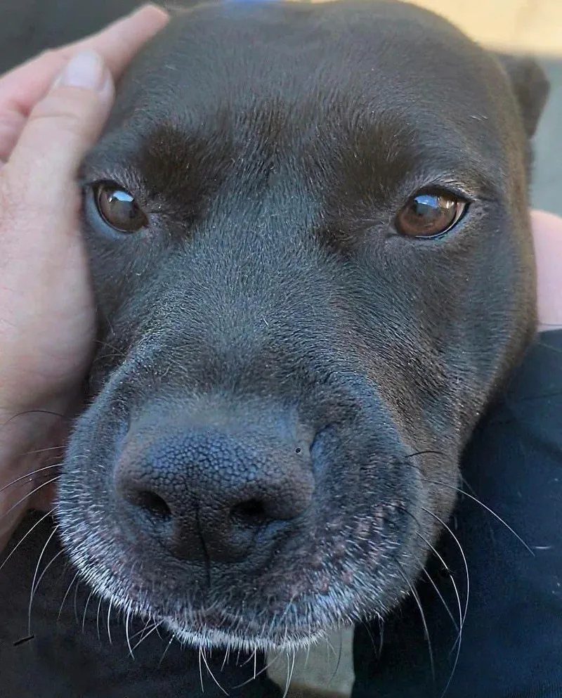 Bella thumbnail 3