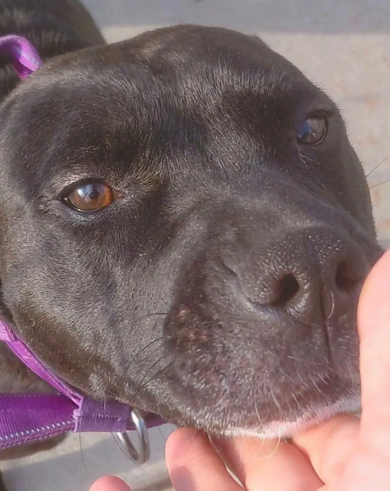 Bella thumbnail 4
