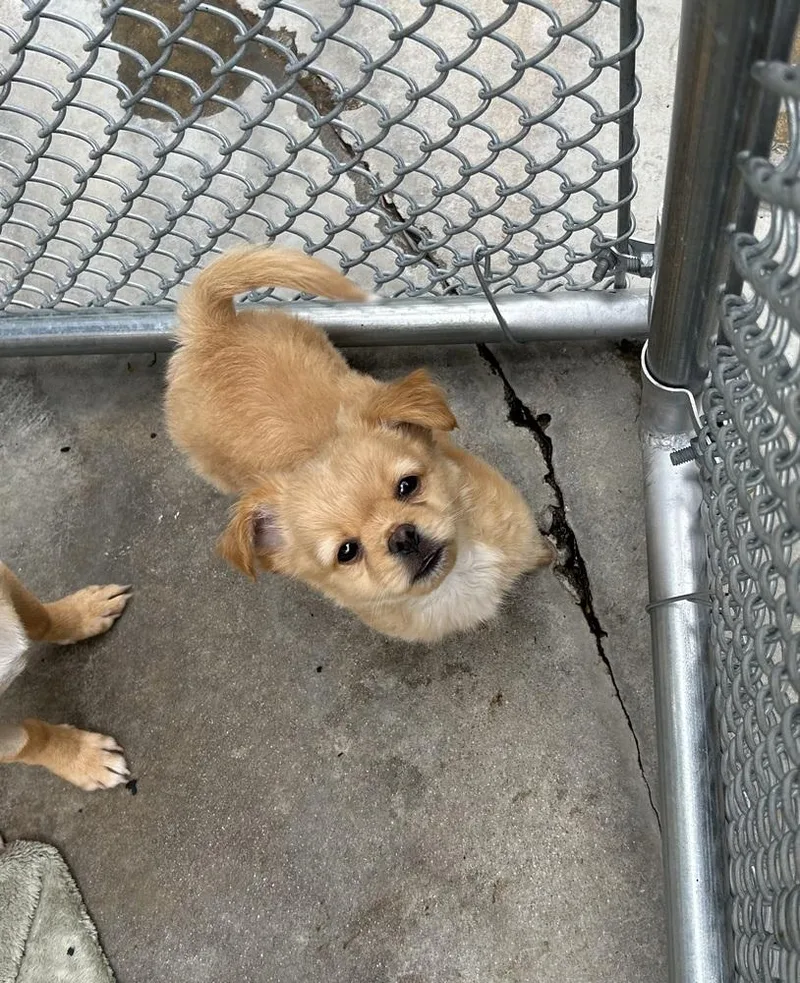 A young small-sized male Brown / Chocolate Chihuahua dog named Chico for adoption in Ontario, CA