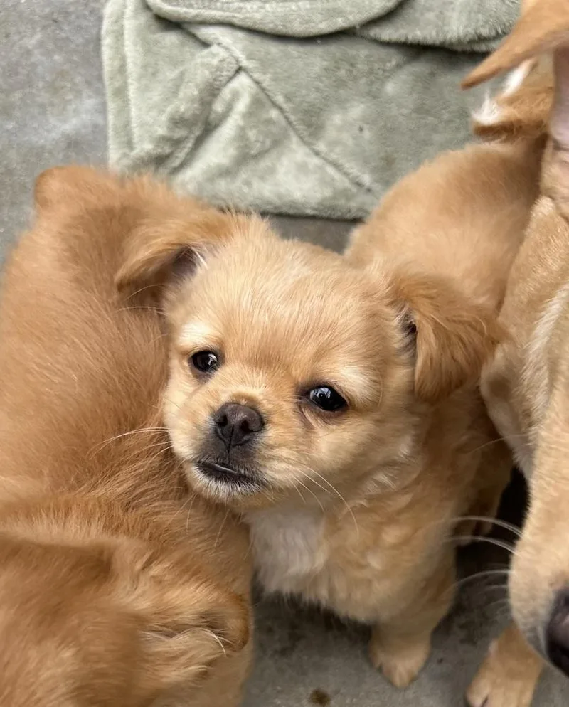 Chico thumbnail 2