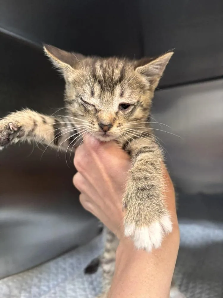 A baby small-sized female Brown / Chocolate Domestic Short Hair cat named Wren for adoption in Statesboro, GA