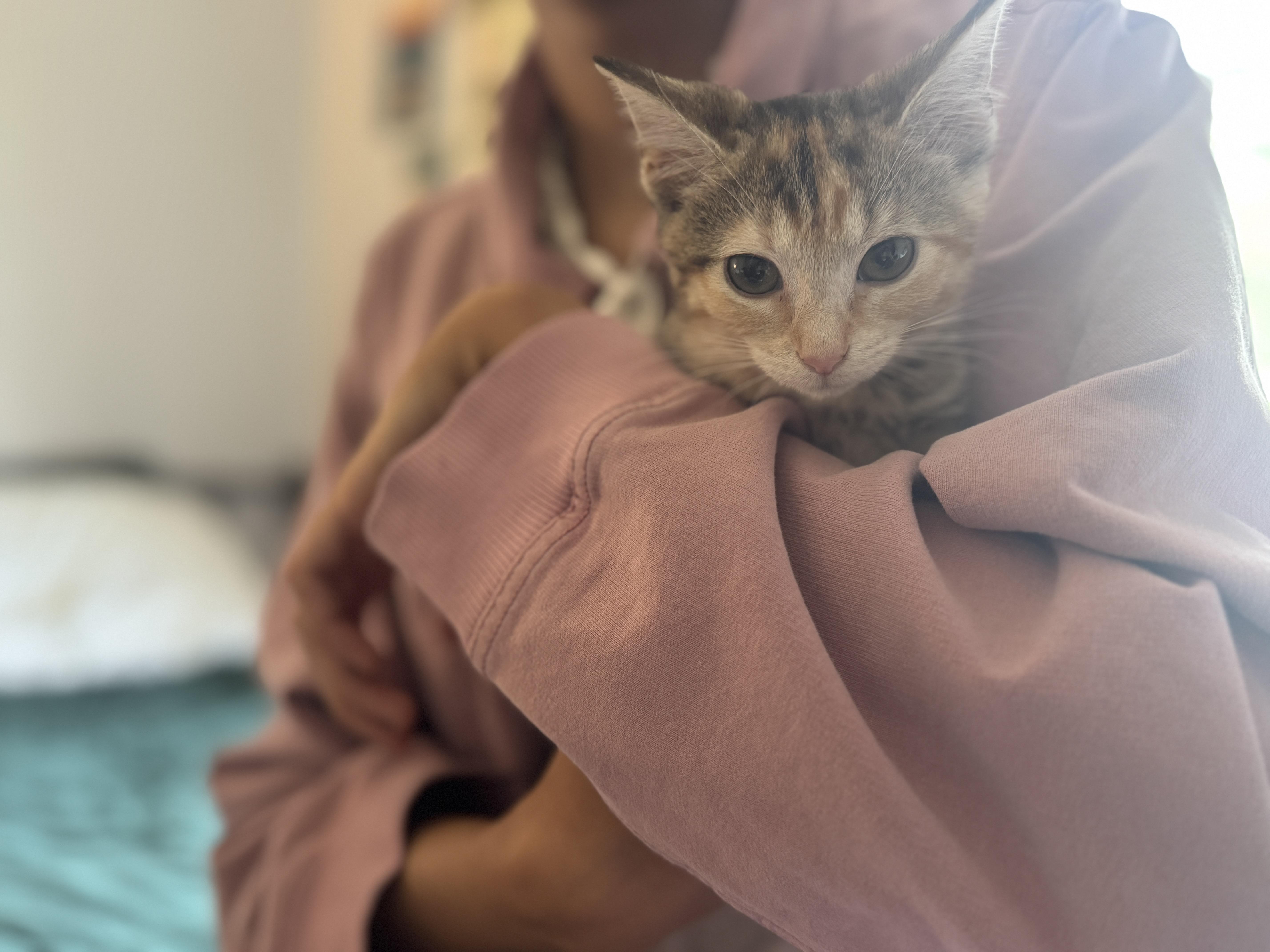 Zoomytransport thumbnail 2