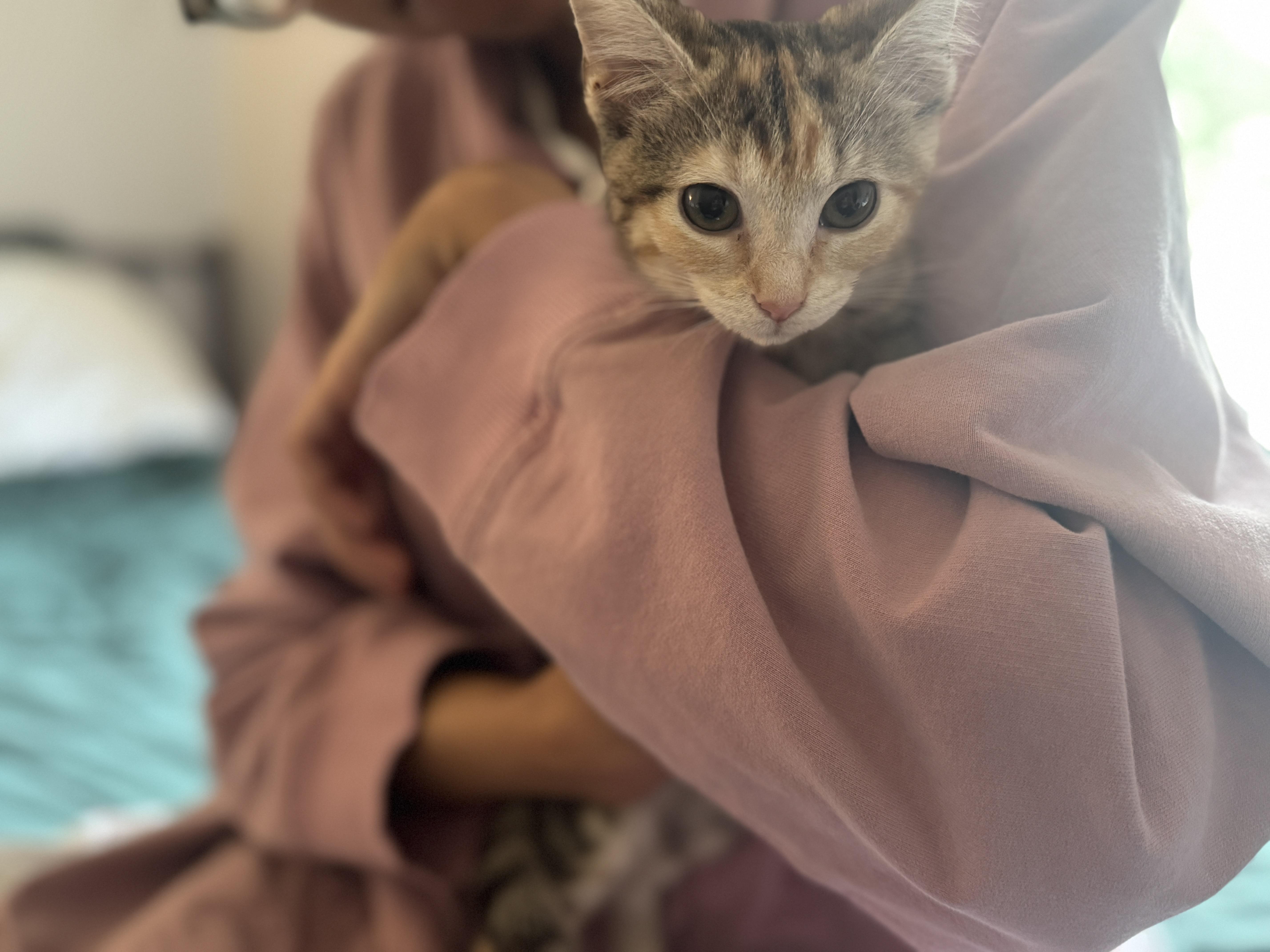 Zoomytransport thumbnail 5