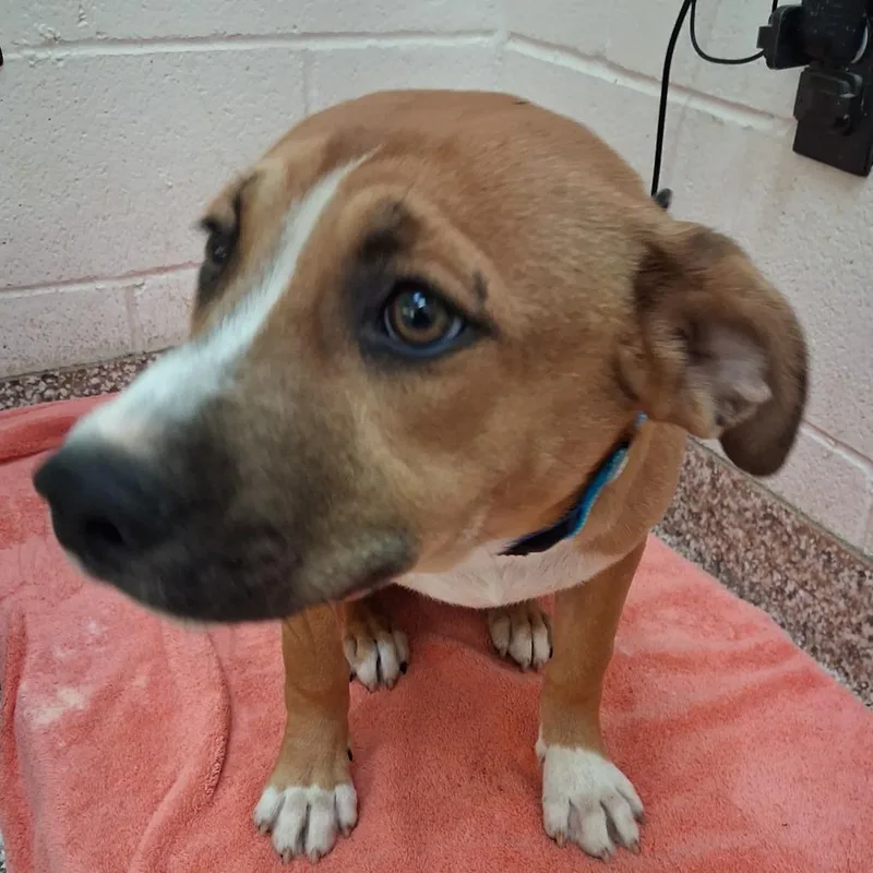 A baby medium-sized male Brown / Chocolate Mixed Breed dog named Steel for adoption in Auburn, AL