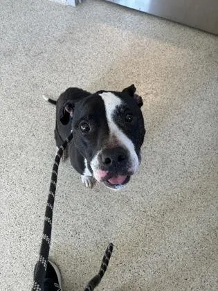 An adult medium-sized female Mixed Breed dog named Jersey for adoption in Lafayette, IN